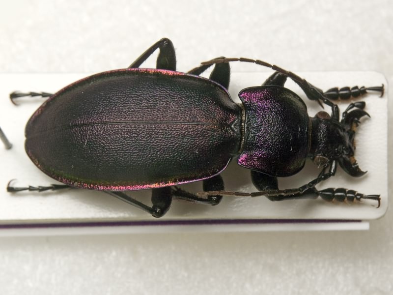 Carabus violaceus aurolimbatus Dejean, 1829